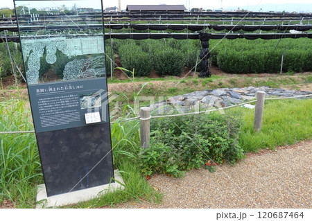 宇治川太閤堤跡 茶園に囲まれた石出し護岸（京都府宇治市） 120687464