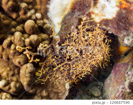 妖しく美しい大きなテヅルモヅル（ヒトデ科）。 触手がうねうね動く。伊豆半島賀茂郡南伊豆町中木ヒリゾ浜 120687590