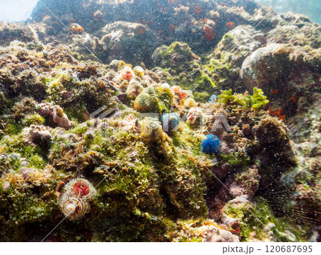 サンゴに寄生する、花のように美しいイバラカンザシ こう見えてゴカイの仲間の虫のエラである ヒリゾ浜 120687695