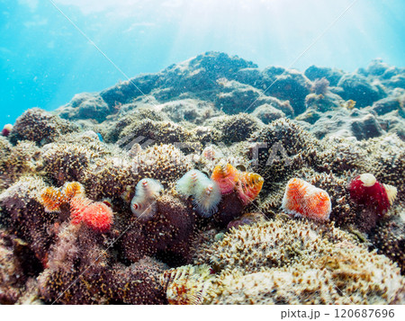 サンゴに寄生する、花のように美しいイバラカンザシ こう見えてゴカイの仲間の虫のエラである ヒリゾ浜 120687696