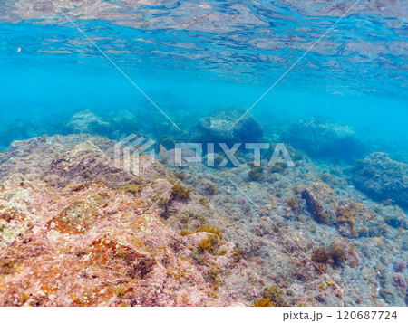 波打ち際を泳ぐ美しく大きなクロダイ（タイ科）の群れ他。伊豆半島賀茂郡南伊豆町中木ヒリゾ浜2024年 120687724