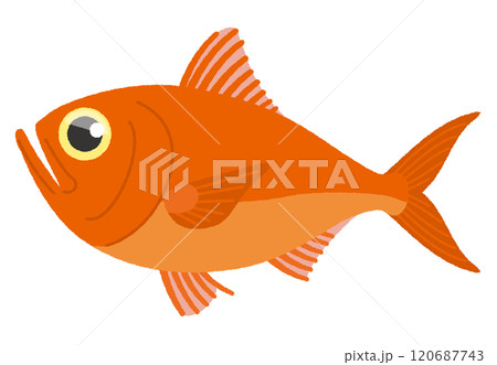 金目鯛のイラスト 120687743
