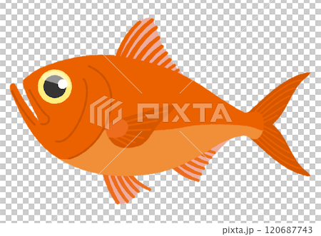 金目鯛のイラスト 120687743
