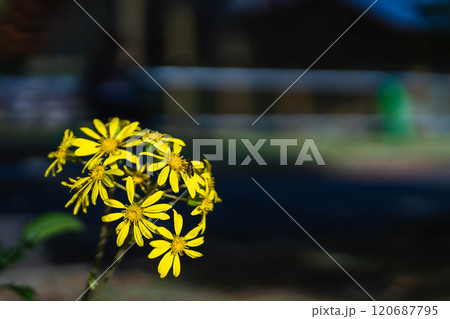 つわぶきの花の蜜を吸う蜂 120687795