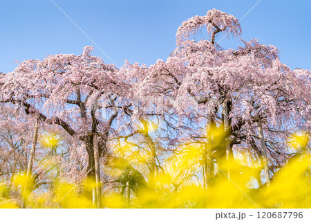 推定樹齢1000年超の国の天然記念物の枝垂桜「三春滝桜」桜と菜の花の共演　福島県三春町 120687796
