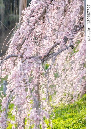 推定樹齢1000年超の国の天然記念物の枝垂桜「三春滝桜」桜の輝き 福島県三春町 推定樹齢1000年超の国の天然記念物の枝垂桜「三春滝桜」桜の輝き 福島県三春町 120687797