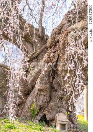 推定樹齢1000年超の国の天然記念物の枝垂桜「三春滝桜」迫力ある大木桜　古木　福島県三春町 120687800