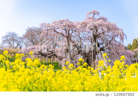 推定樹齢1000年超の国の天然記念物の枝垂桜「三春滝桜」桜と菜の花の共演 福島県三春町 推定樹齢1000年超の国の天然記念物の枝垂桜「三春滝桜」桜と菜の花の共演 福島県三春町 120687802