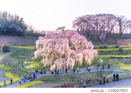 推定樹齢1000年超の国の天然記念物の枝垂桜「三春滝桜」ライトアップ　福島県三春町 120687803