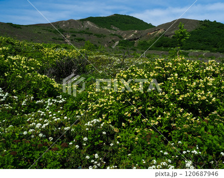 登山道沿いの花々 登山道沿いの花々 120687946