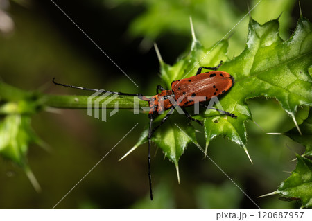 ホシベニカミキリ 120687957