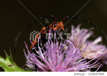 ホシベニカミキリ ホシベニカミキリ 120687960