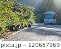 ヤクシマザルの群れとバス【12月】屋久島の道路に座るサル 120687969