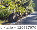 ヤクシマザルの群れ【12月】屋久島の道路に座るサル 120687970