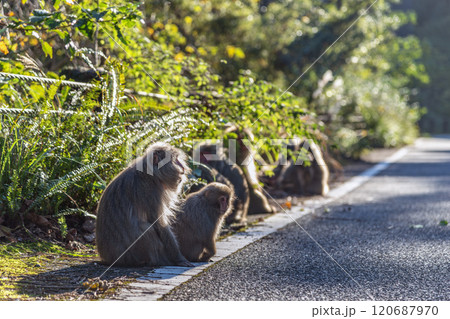 ヤクシマザルの群れ【12月】屋久島の道路に座るサル 120687970