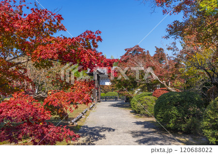 秋の京都 紅葉に包まれた勧修寺 中門(勅使門) 秋の京都 紅葉に包まれた勧修寺 中門(勅使門) 120688022