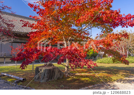 秋の京都　紅葉に包まれた勧修寺　宸殿 120688023