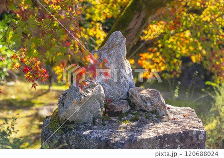 秋の京都　紅葉に包まれた勧修寺　さざれ石 120688024