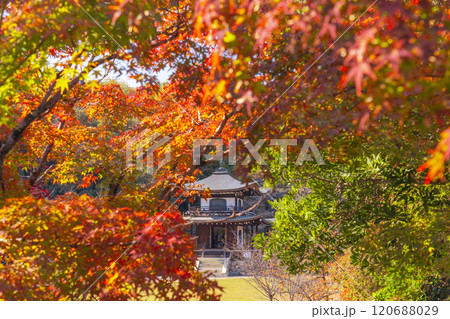 秋の京都　紅葉に包まれた勧修寺　観音堂 120688029