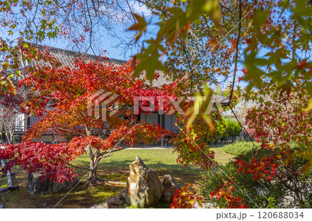 秋の京都 紅葉に包まれた勧修寺 宸殿 秋の京都 紅葉に包まれた勧修寺 宸殿 120688034