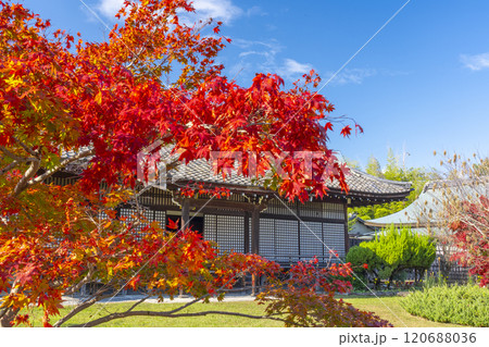 秋の京都　紅葉に包まれた勧修寺　宸殿 120688036