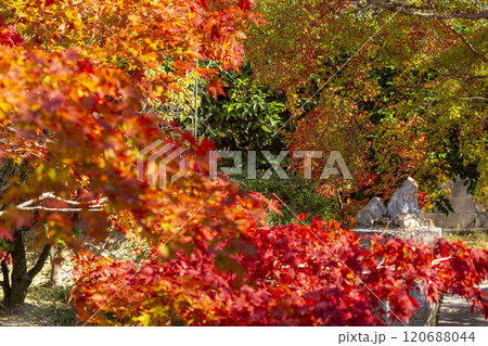 秋の京都　紅葉に包まれた勧修寺　さざれ石 120688044