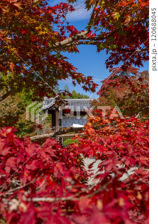 秋の京都　紅葉に包まれた勧修寺　中門（勅使門） 120688045
