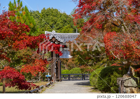 秋の京都　紅葉に包まれた勧修寺　中門（勅使門） 120688047