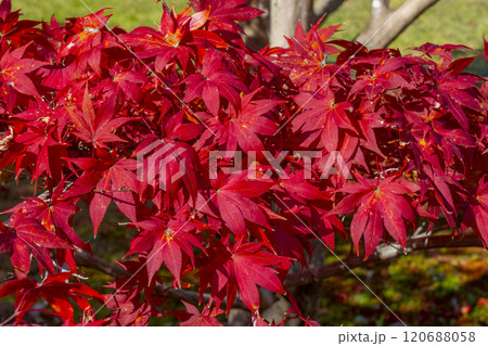 秋の京都 紅葉に包まれた勧修寺 真っ赤なもみじ 秋の京都 紅葉に包まれた勧修寺 真っ赤なもみじ 120688058
