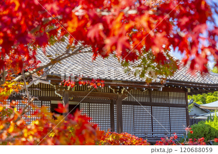 秋の京都　紅葉に包まれた勧修寺　宸殿 120688059