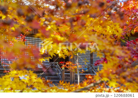 秋の京都　紅葉に包まれた勧修寺　宸殿 120688061