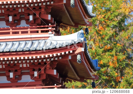 本土寺の五重の塔(千葉県松戸市) 本土寺の五重の塔(千葉県松戸市) 120688088