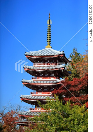 本土寺の五重の塔（千葉県松戸市） 120688100