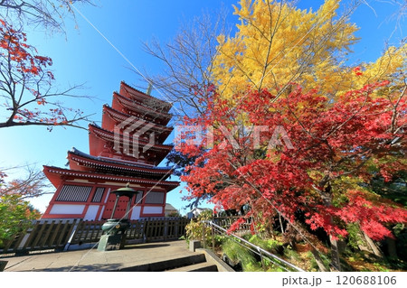 本土寺の五重の塔(千葉県松戸市) 本土寺の五重の塔(千葉県松戸市) 120688106
