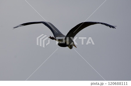 青鷺 heron / Japan (曇り空 / cloudy sky） 120688111