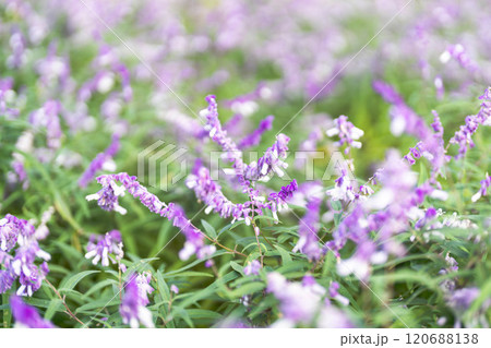 咲き誇るアメジストセージ 咲き誇るアメジストセージ 120688138