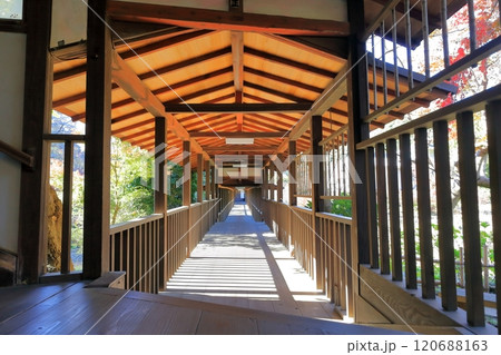 お寺の長い廊下　(千葉県松戸市の本土寺) 120688163