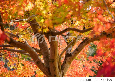 京都の優雅な紅葉の世界4 120688199