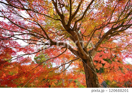 京都・錦秋の大木7 120688201