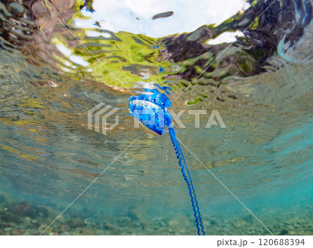 水面を漂う美しいけど猛毒の触手を持つカツオノエボシ(カツオノエボシ科)の半水面撮影。伊豆中木ヒリゾ浜 水面を漂う美しいけど猛毒の触手を持つカツオノエボシ(カツオノエボシ科)の半水面撮影。伊豆中木ヒリゾ浜 120688394