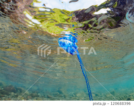 水面を漂う美しいけど猛毒の触手を持つカツオノエボシ(カツオノエボシ科)の半水面撮影。伊豆中木ヒリゾ浜 水面を漂う美しいけど猛毒の触手を持つカツオノエボシ(カツオノエボシ科)の半水面撮影。伊豆中木ヒリゾ浜 120688396