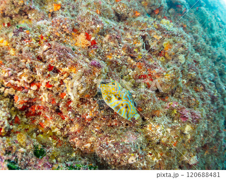 可愛いシマウミスズメ（ハコフグ科）の幼魚他。 静岡県伊豆半島賀茂郡南伊豆町中木ヒリゾ浜2024年 120688481