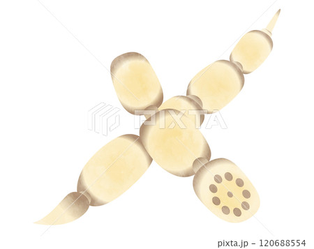 野菜 蓮根 手書き風 野菜 蓮根 手書き風 120688554