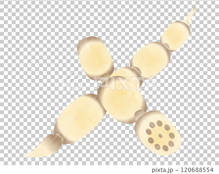 野菜 蓮根 手書き風 野菜 蓮根 手書き風 120688554