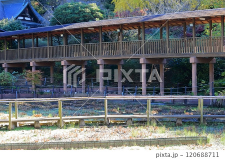 お寺の長い廊下 (千葉県松戸市の本土寺) お寺の長い廊下 (千葉県松戸市の本土寺) 120688711