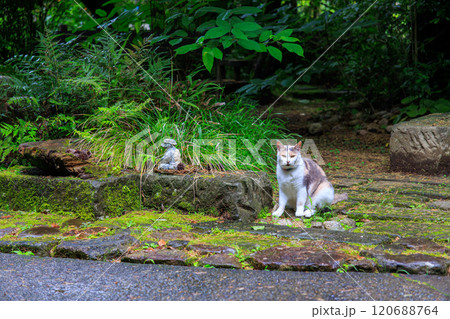 境内を守る美しい三毛猫。河童のお寺としての由来がある栖足寺。700年の歴史がある。 西伊豆河津町 境内を守る美しい三毛猫。河童のお寺としての由来がある栖足寺。700年の歴史がある。 西伊豆河津町 120688764