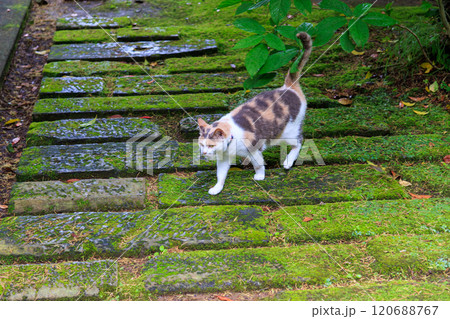 境内を守る美しい三毛猫。河童のお寺としての由来がある栖足寺。700年の歴史がある。 西伊豆河津町 120688767
