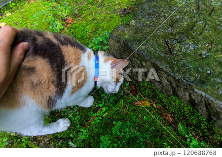 境内を守る美しい三毛猫。河童のお寺としての由来がある栖足寺。700年の歴史がある。 西伊豆河津町 120688768