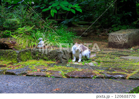 境内を守る美しい三毛猫。河童のお寺としての由来がある栖足寺。700年の歴史がある。 西伊豆河津町 境内を守る美しい三毛猫。河童のお寺としての由来がある栖足寺。700年の歴史がある。 西伊豆河津町 120688770