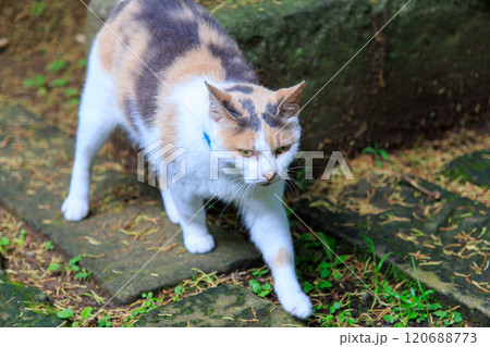 境内を守る美しい三毛猫。河童のお寺としての由来がある栖足寺。700年の歴史がある。 西伊豆河津町 120688773
